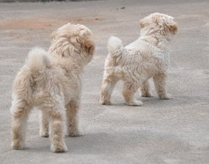 西藏梗感冒怎么治療 西藏梗感冒治療護(hù)理方法