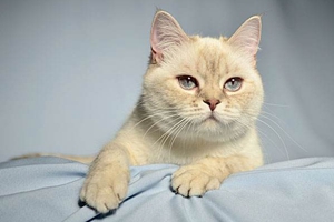 英國短毛貓性格怎么樣