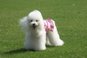 貴賓犬什么東西不能吃 貴賓犬不能吃的食物介紹