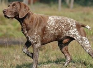 德國短毛波音達(dá)身上有跳蚤如何消滅