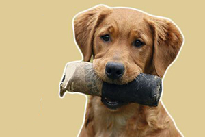 怎么訓練狗狗叼東西