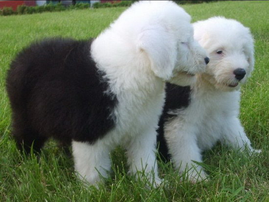 古代牧羊犬怎么養(yǎng)健康 純種古代牧羊犬飼養(yǎng)方法