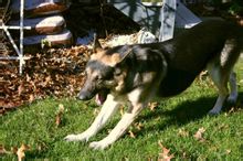 德牧口臭怎么辦 德國牧羊犬口臭解決方法