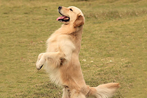 金毛犬怎么訓(xùn)練站立