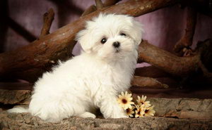 比熊犬吃什么狗糧好 比熊犬狗糧選擇推薦