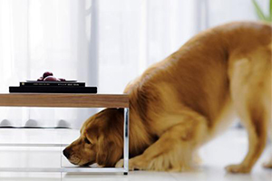 怎么訓(xùn)練狗狗找東西