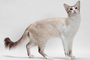 巴厘貓和暹羅貓的區(qū)別有哪些