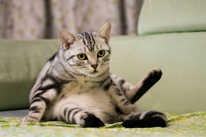 美國短毛貓與中國貍花貓如何區(qū)分