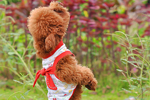 如何訓練泰迪狗狗罰站