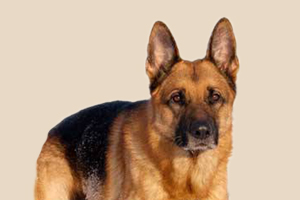 德牧產(chǎn)后吃什么補(bǔ)鈣