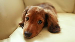 臘腸犬怎么養(yǎng) 臘腸犬飼養(yǎng)方法及注意事項