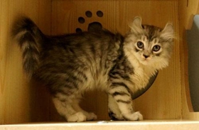 美國卷耳貓多少錢一只 美國卷耳貓價(jià)錢