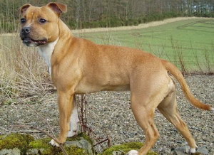 斯塔?？ざ放９I吐怎么治療 斯塔?？ざ放９I吐治療方法