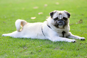 寵物狗訓練大小便方法