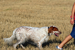 怎么訓(xùn)練狗狗隨行