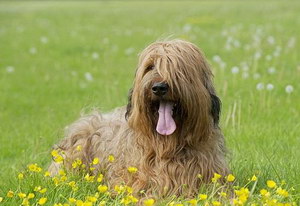 伯瑞犬怎么驅(qū)蟲 布雷獵犬寄生蟲防治方法