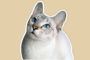 虎斑暹羅貓的性格特點(diǎn)是什么