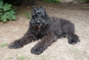 波蘭德斯布比野犬怎么驅(qū)蟲 波蘭德斯布比野犬驅(qū)蟲方法