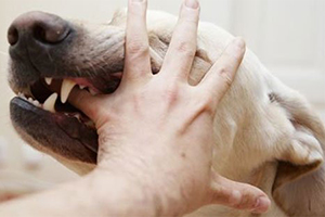 訓(xùn)練寵物狗不咬人方法