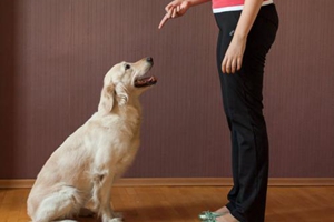 怎么訓(xùn)練小狗不亂尿