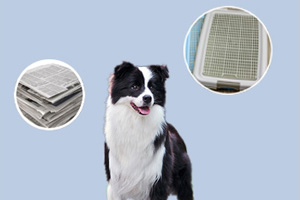 怎樣訓(xùn)狗大小便