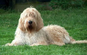 獵水獺犬嘔吐怎么處理 奧達(dá)獵犬嘔吐處理方法