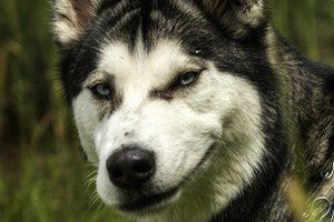 小狗在家隨地大小便怎么辦