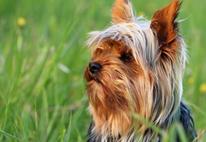 澳大利亞?？人栽趺粗委?澳大利亞?？人灾委煼椒? / data-vcxp=