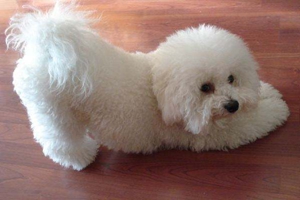 怎么訓(xùn)練小狗臥倒