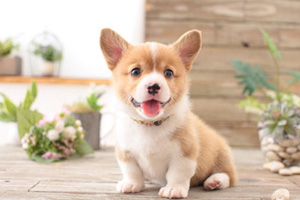 怎樣訓(xùn)狗坐下