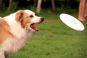 怎么訓(xùn)練狗接飛盤