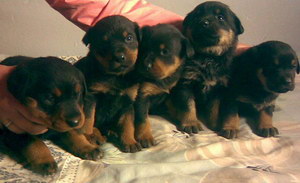 羅威納犬怎么養(yǎng) 羅威納犬飼養(yǎng)方法