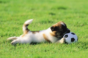 怎么訓練小狗撿東西