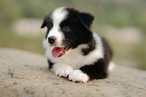 邊境牧羊犬怎么訓(xùn)練趴下