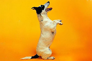 如何訓(xùn)練狗作揖