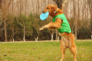 金毛犬怎么訓(xùn)練接飛盤