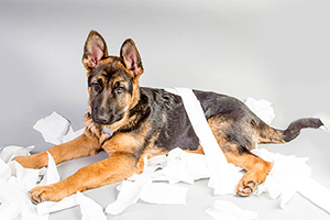 德牧幼犬怎么訓(xùn)練上廁所