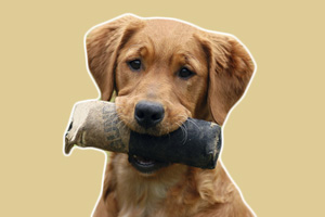 怎樣訓(xùn)狗叼東西