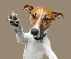 如何訓(xùn)練狗狗護主