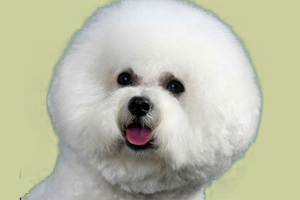 比熊犬怎么訓(xùn)練大小便