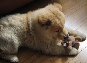 愛(ài)爾蘭獵狼犬牙結(jié)石預(yù)防治療方法