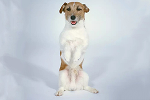 怎么訓練狗罰站