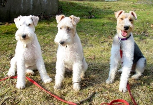 剛毛獵狐梗咳嗽怎么辦 剛毛獵狐?？人灾委煼椒? / data-vmrG=