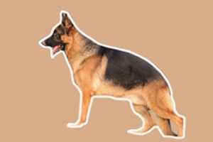 如何訓(xùn)狗坐立