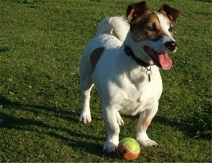 杰克羅素梗細小病毒癥狀及治療方法