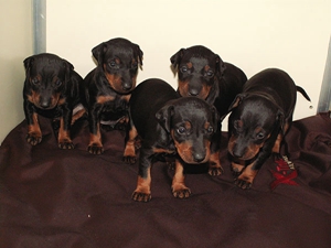 玩具曼徹斯特犬細(xì)小能吃什么