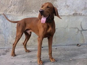 波音達(dá)獵犬發(fā)燒怎么解決 波音達(dá)獵犬發(fā)燒處理方案