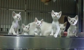 怎么去除德文卷毛貓牙結(jié)石 德文卷毛貓牙結(jié)石去除方法