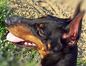 玩具曼徹斯特犬怎么驅(qū)蟲 曼徹斯特梗驅(qū)蟲用藥