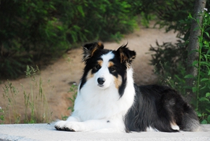 邊境牧羊犬如何訓(xùn)練大小便